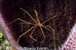 Arrow crab from Cozumel by Larry Polster 